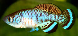 TAI -  Nothobranchius taiti