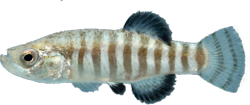 TDS -  Anatolichthys transgrediens