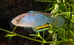 TFS -  Hypsolebias trifasciatus