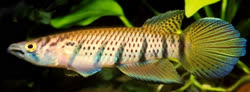 TOG -  Epiplatys togolensis