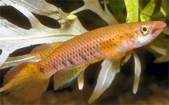 Epiplatys togolensis