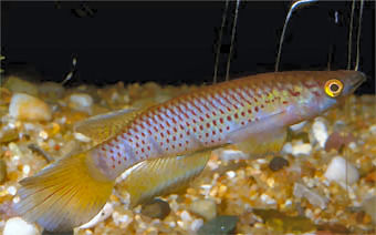 Epiplatys togolensis