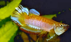 TOT -  Epiplatys  tototaensis