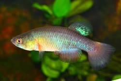 TRS -  Austrofundulus transilis