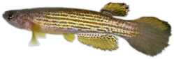 Rivulus tesselatus