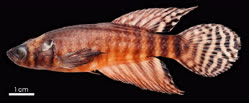 00-0-Copr_2025-Bruno_Pinheiro_Gomes-Holotype_MNRJ_56004_M_23-5mmt.jpg