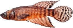 00-0-Copr_2025-Bruno_Pinheiro_Gomes-Holotype_MNRJ_56004_M_23-5mmt.png