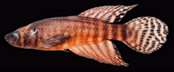 00-1-Copr_2025-Bruno_Pinheiro_Gomes-Holotype_MNRJ_56004_M_23-5mmt.jpg