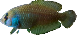 UNV -  Austrolebias univentripinnis