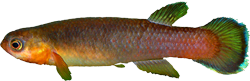 URF -  Rivulus (Cynodonichthys) uroflammeus uroflammeus