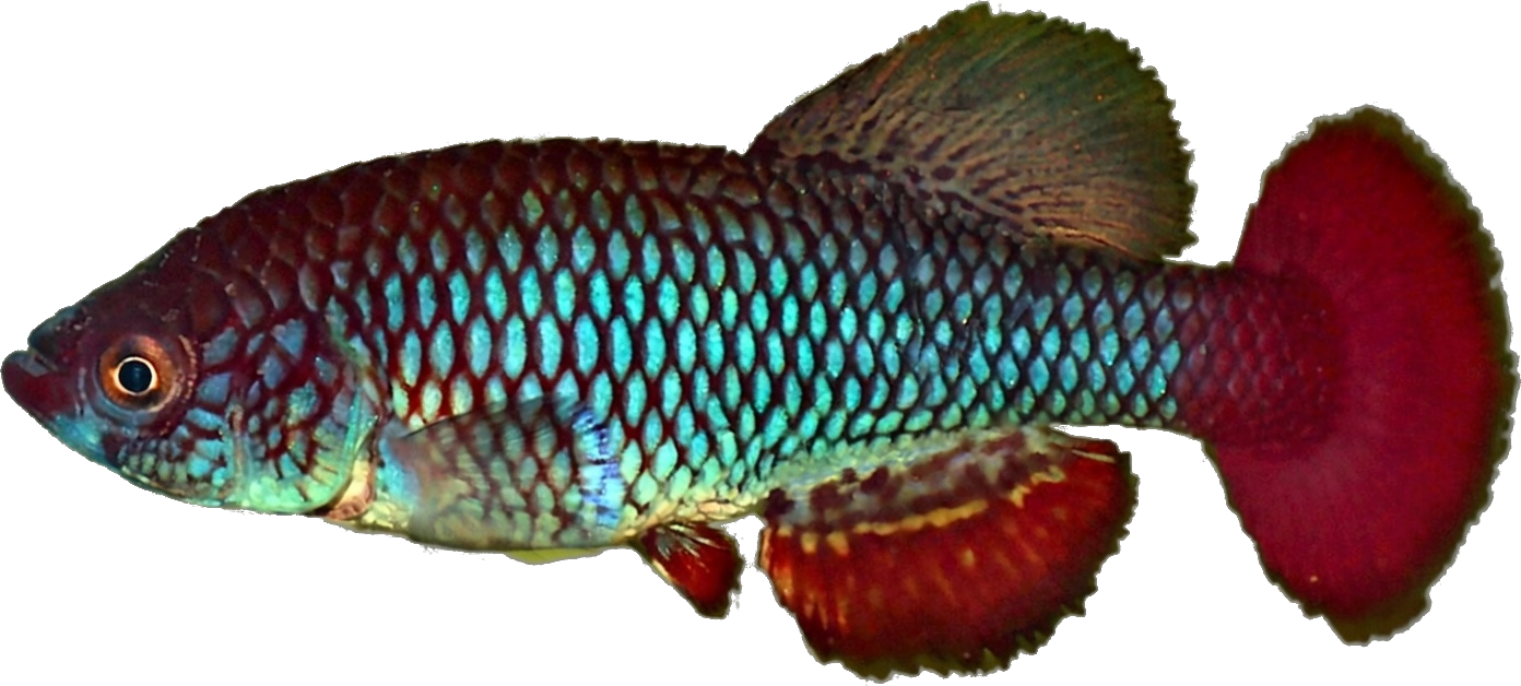 Nothobranchius usanguensis