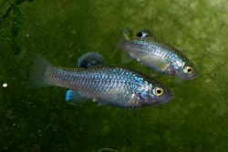 VCA -  Cyprinodon veronicae