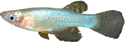 VSC -  Aplocheilichthys vitschumbaensis