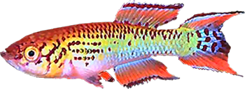 WAL -  Fundulopanchax walkeri