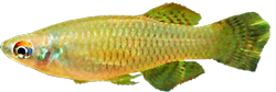 WBS -  Aapticheilichthys websteri