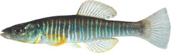 WCC -  Fundulus waccamensis