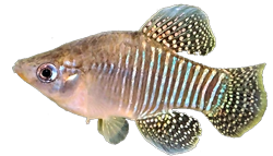 Fundulus xenicus