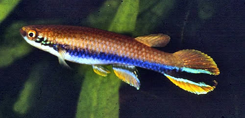 Rivulus xiphidius "D20/4"