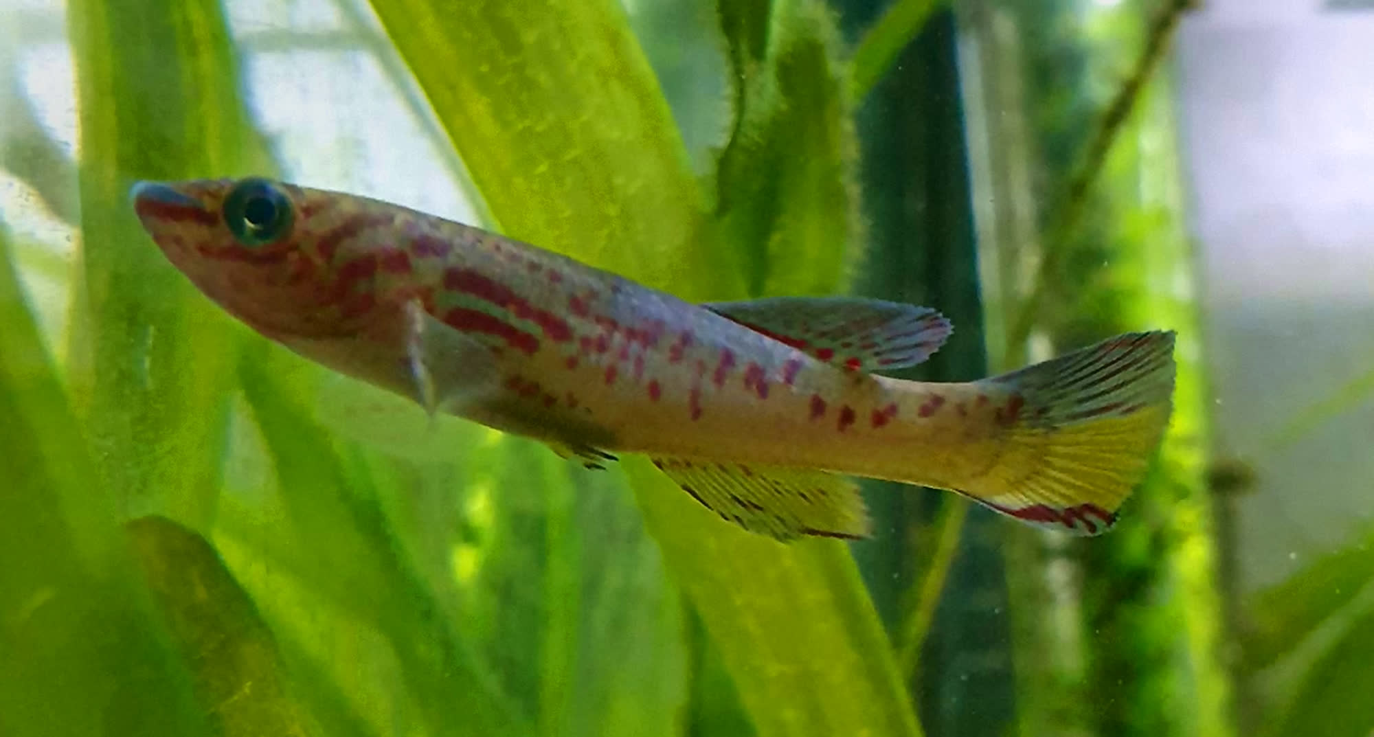 SJO_x_AMI -  2021, Heinz Gunter Ulmke