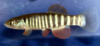 ZBR -  Fundulus zebrinus