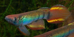 ZEN -  Epiplatys zenkeri