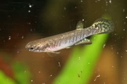 ZGN -  Rivulus  zygonectes