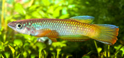 ZII -  Epiplatys  zimiensis