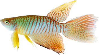 Gnatholebias zonatus